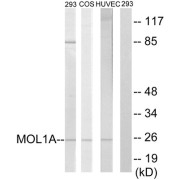 Western blot analysis of extracts from 293 cells, COS-7 cells and HUVEC cells all treated with IFN (2500U/ml, 30mins), using MOL1A antibody.