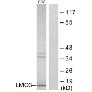 Western blot analysis of extracts from COS-7 cells, using LMO3 antibody.