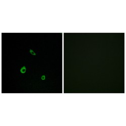 Mitogen-Activated Protein Kinase 15 (MAPK15) Antibody