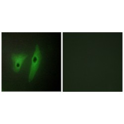 Dual Specificity Phosphatase 19 (DUSP19) Antibody