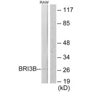 Western blot analysis of extracts from RAW264.7 cells, using BRI3B antibody.