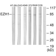 Western blot analysis of extracts from HT-29 cells, LOVO cells, A549 cells, NIH-3T3 cells, RAW264.7 cells and COS-7 cells, using EZH1 antibody.