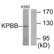 Western blot analysis of extracts from K562 cells, using KPBB antibody.