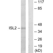 Western blot analysis of extracts from 293 cells, using ISL2 antibody.