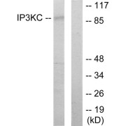 Western blot analysis of extracts from HT-29 cells, using IP3KC antibody.