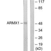 Western blot analysis of extracts from rat brain cells, using ARMX1 antibody.