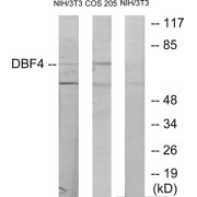 Western blot analysis of extracts from NIH-3T3 cells treated with H2O2 (100uM, 30mins) and COS-7 cells treated with PMA (125mg/ml, 30mins), using DBF4 antibody.