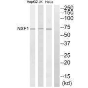 Western blot analysis of extracts from HepG2 cells, Jurkat cells and HeLa cells, using NXF1 antibody.