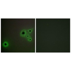 Mediator Complex Subunit 23 (MED23) Antibody