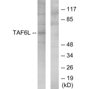 Western blot analysis of extracts from 293 cells, using TAF6L antibody.