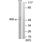 Western blot analysis of extracts from COS-7 cells, using IKK- gamma antibody.