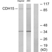 Western blot analysis of extracts from HepG2 cells and 293 cells, using CDH15 antibody.