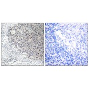 Immunohistochemistry analysis of paraffin-embedded human tonsil tissue using COL9A3 antibody.