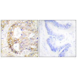 Cytochrome C Oxidase Subunit 4 Isoform 1, Mitochondrial (COX41) Antibody