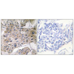 COX7S / A2 Antibody