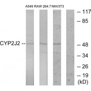Western blot analysis of extracts from A549 cells, RAW264.7 cells and NIH-3T3 cells, using CYP2J2 antibody.