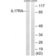 Western blot analysis of extracts from LOVO cells, using IL17RAantibody.