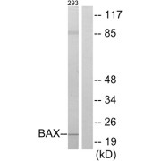 Western blot analysis of extracts from 293 cells, using BAX antibody.