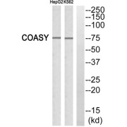 Western blot analysis of extracts from HepG2 cells and K562 cells, using FAF1 antibody.