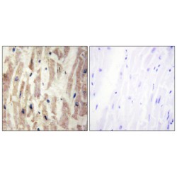 Laminin Subunit Alpha 4 (LAMA4) Antibody