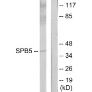 Western blot analysis of extracts from HeLa cells, using Serpin B5 antibody.