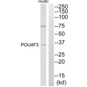 Western blot analysis of extracts from HuvEc cells, using POU4F3 antibody.