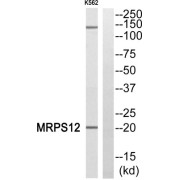 Western blot analysis of extracts from K562 cells, using MRPS12 antibody.