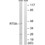 Western blot analysis of extracts from A549 cells, using MRPS9 antibody.