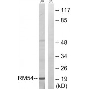 Western blot analysis of extracts from Jurkat cells, using MRPL54 antibody.