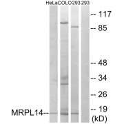 Western blot analysis of extracts from HeLa cells, COLO cells and 293 cells, using MRPL14 antibody.