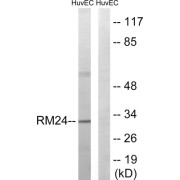 Western blot analysis of extracts from HUVEC cells, using MRPL24 antibody.