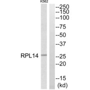 Western blot analysis of extracts from K562 cells, using RPL14 antibody.