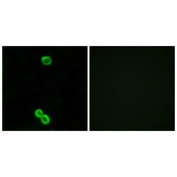 Ribosomal Protein L3 Like (RPL3L) Antibody