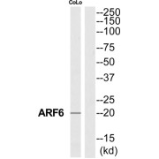 ADP-Ribosylation Factor 6 (ARF6) Antibody