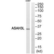 Western blot analysis of extracts from COS7 cells, using ASAH3L antibody.