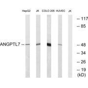 Western blot analysis of extracts from HepG2 cells, Jurkat cells, COLO cells and HUVEC cells, using ANGPTL7 antibody.