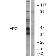 Western blot analysis of extracts from A549 cells, using APOL1 antibody.