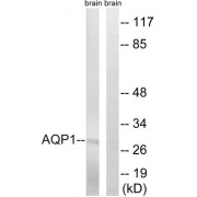 Western blot analysis of extracts from rat brain cells, using AQP1 antibody.