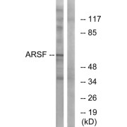 Western blot analysis of extracts from COS-7 cells, using ARSF antibody.