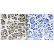 Immunohistochemistry analysis of paraffin-embedded human pancreas tissue using ATP5G2 antibody.