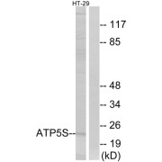 Western blot analysis of extracts from HT-29 cells, using ATP5S antibody.