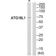 Autophagy-Related Protein 16-1 (ATG16L1) Antibody