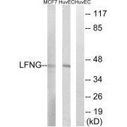 Western blot analysis of extracts from MCF-7 cells and HUVEC cells, using LFNG antibody.