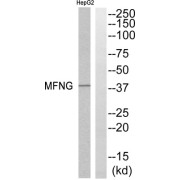 Western blot analysis of extracts from HepG2 cells, using MFNG antibody.