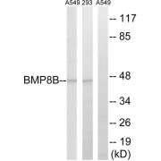 Western blot analysis of extracts from 293 cells and A549 cells, using BMP8B antibody.