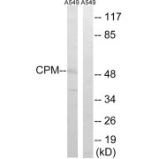 Western blot analysis of extracts from A549 cells, using CPM antibody.