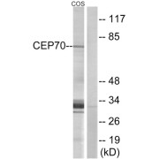 Western blot analysis of extracts from COS cells, using CEP70 antibody.