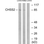 Western blot analysis of extracts from LOVO cells and K562 cells, using CHSS2 antibody.