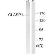 Western blot analysis of extracts from Jurkat cells, using CLASP1 antibody.