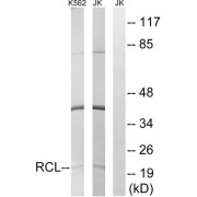 Western blot analysis of extracts from K562 cells and Jurkat cells, using RCL antibody.